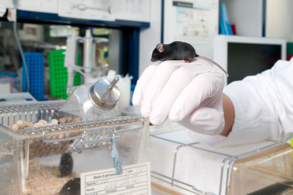 Testing animal Animal testing