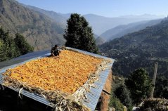 Climate Smart Agriculture in the Himalayas