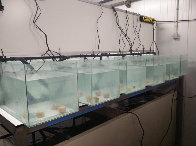 Explants in recirculating aquaria systems in CARUS.