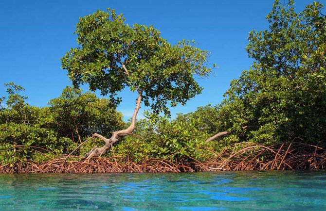 Erik Meesters has seen drastic changes in Caribbean nature.