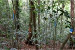 Deze foto is gemaakt in een van de oudere studieplots (~50 jaar). De kleuren geven verschillende groeistrategien aan, van pionier (rood) tot schaduwtolerante soorten die typisch zijn voor oude bossen (blauw). De witte banden op enkele van de bomen geven aan dat het stikstofvastleggende soorten zijn. 