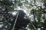 Flux tower in the forest