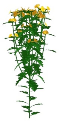 chrysant1.jpg