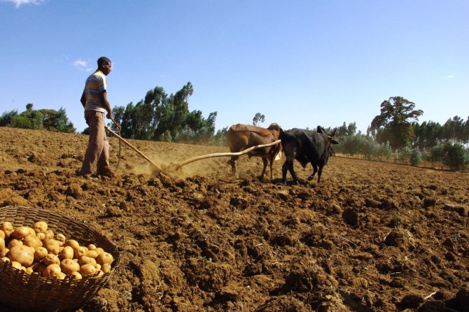 Ethiopian farmer preparing his potato field