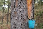 resin 'face' on Pinus oocarpa, after many woodpecker visits 