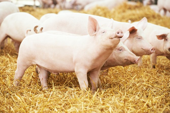 Met een uitwendig veegmonster bij koeien, kippen en varkens is genoeg om binnen een paar minuten antibioticagebruik vast te stellen. Foto: Shutterstock