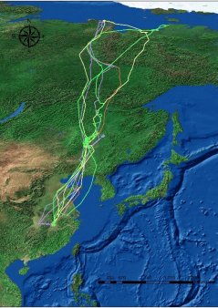 Spring and autumn migration routes of 4 Greater white-fronted Geese tracked in 2015
