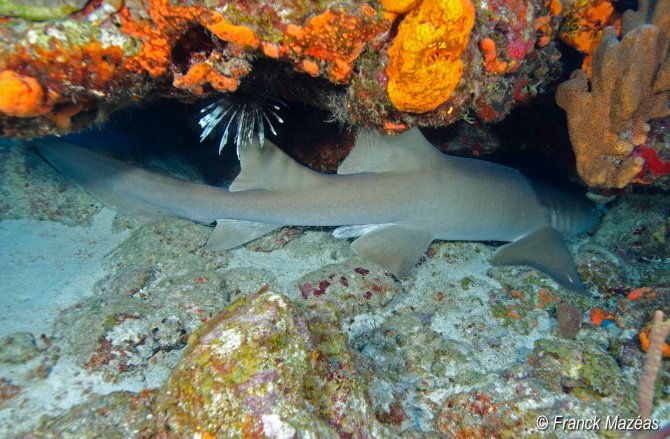 Nurse shark (Ginglymostoma cirratum) among the coral  
