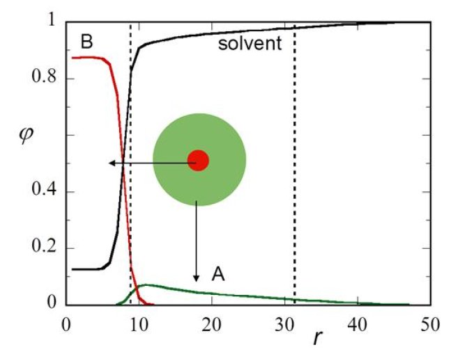 Figure 1. A radial distribution function of a core-shell particle predicted by the self-consistent field theory. Plotted is the volume fraction (dimensionless concentration) as a function of distance (in units of 0.5 nm)  from the centre. Red is core, green in corona (shell0 and the solvent is black. The vertical lines are a measure for the core and overall size of the micelle.