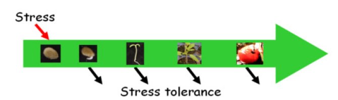 Fig 2. Exposure of seeds to stress may induce the expression of genes that are common in the resistance to different stresses and the activity of these genes may be preserved beyond the seed and seedling stage.