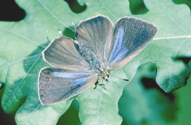 In de leidraad wordt aanbevolen om rekening te houden met zeldzame vlindersoorten, zoals de Eikenpage, die eveneens worden aangetast door het preparaat (foto: Alterra). 