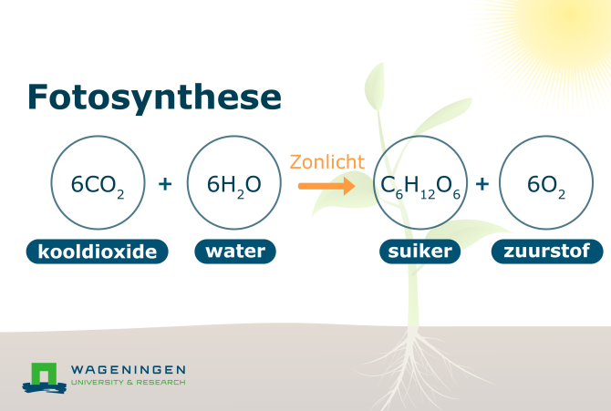Formule fotosynthese proces diagram