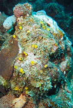 Koraal dat van binnen uitgehold is door een spons (geel). ©Didier de Bakker