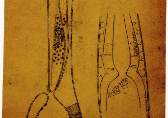 Zitten is beter dan staan. © Fiep Amsterdam Ltd. From: Collection Drawings on ergonomics in horticulture by Fiep Westendorp. Wageningen University & Research - Image Collections