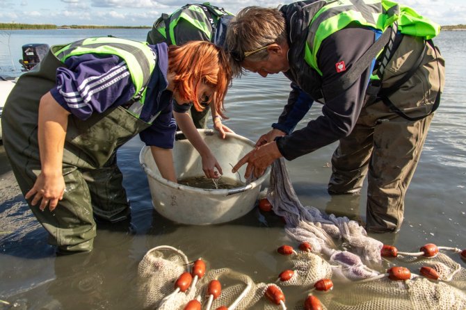 Sinds 2022 zijn de wetlands van de meeste eilanden van Marker Wadden verbonden met het open water door middel van geulen. In 2022 en 2023 is gestart met onderzoek naar de uitwisseling van vis tussen de wetlands op de eilanden en de omliggende wateren door middel van fuikenonderzoek in deze verbindingsgeulen.   