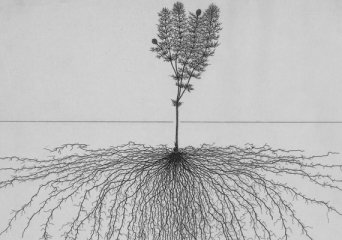 Root System Drawings