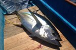Yellowfin catch.jpg