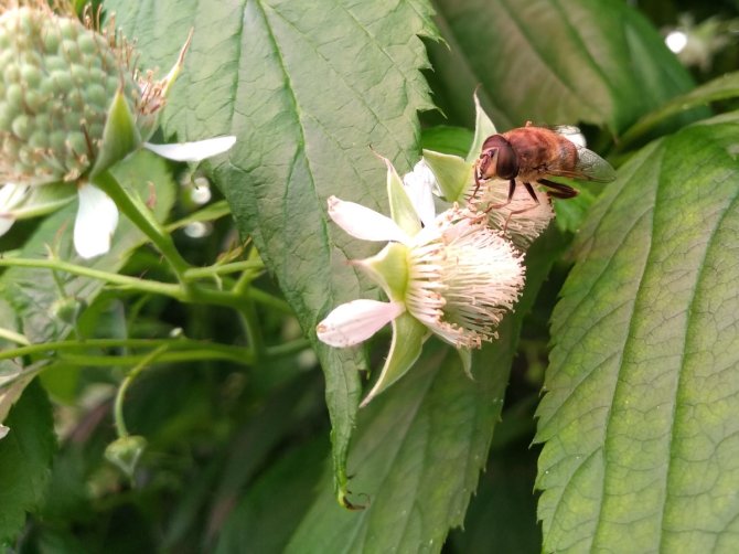 Zweefvliegen helpen hommels en bijen.jpg
