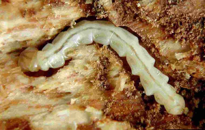 Larve van de Aziatische essenprachtkever, Agrilus planipennis (foto David Cappaert).