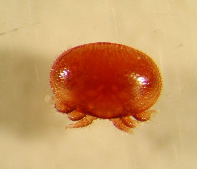 Varroa destructor - Een volwassen vrouwtje is ongeveer 1,5 mm breed en 1,1 mm lang.
