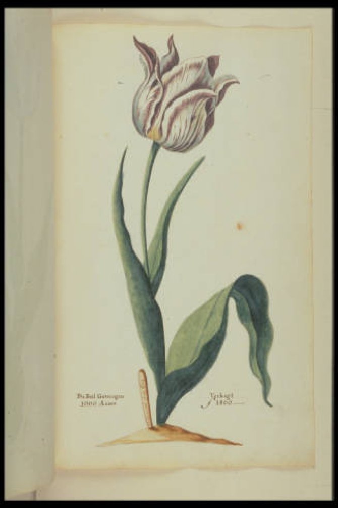 Ghemermert van Kaer (Tulip book, 1637)