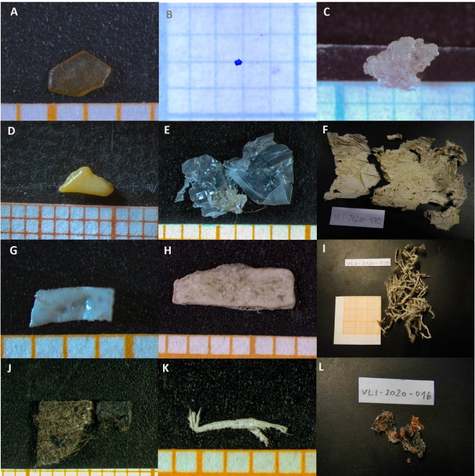 Compilation of all anthropogenic litter items found in Arctic fox faeces from Iceland. Particles were found in 1999 (a–d), in 2017 (e and f), in 2018 (g) and in 2020 (h–l) (Photo’s: Birte Technau).