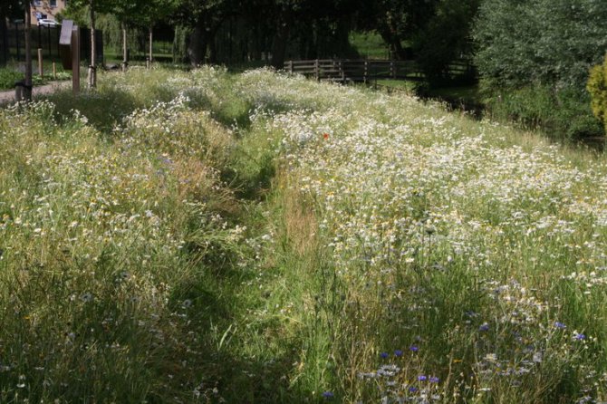 Dit stukje land fungeert nu als een ware bijen-oase dankzij de vele wilde bloemen (Bron: Wim Dimmers)