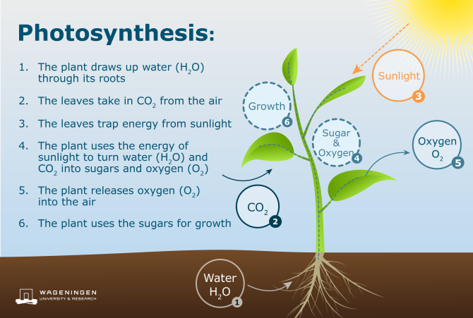 Diagram Photosynthesis process