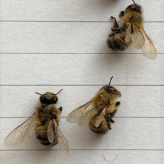 Bijen met korte abdomen. Foto: Annet Kunneke