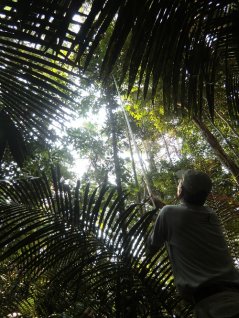 Lourens Poorter collecting leaves in the Amazon rainforest to measure leaf traits. (photo M. Peña-Claros)