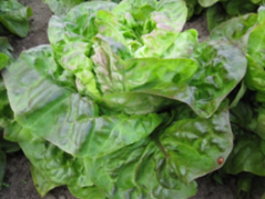 The Brown Stonehead, lettuce (Photo: CGN, 2010). 