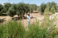 Zaden verzamelen in Jordanië met Jordanese partners