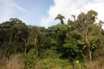 Subtropical forest outside
