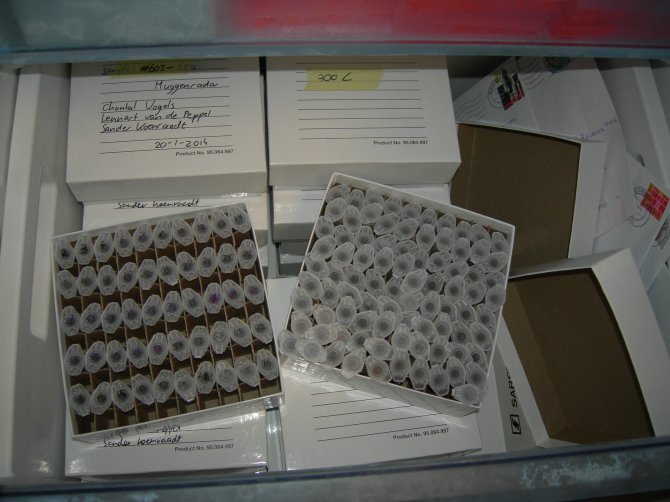 Ingestuurde muggen gesorteerd en opgeslagen voor onderzoek (Bron: Muggenradar.nl)