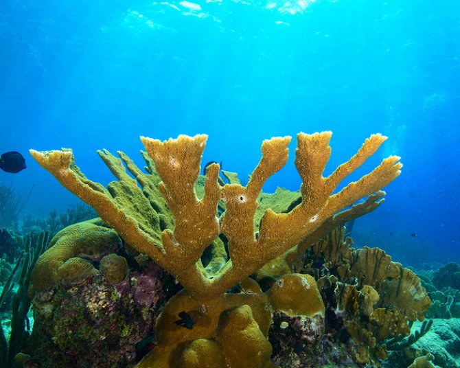 Reef-forming corals are at the base of Caribbean ecosystems.