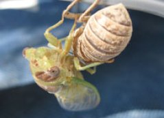 oktober 2009 - provencaalse cicade