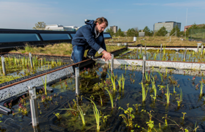 Roof-top experimental units at NIOO-KNAW. (Photo: Wild Frontiers )