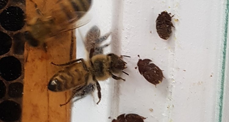 kleine bijenkastkever. foto: bram cornelissen