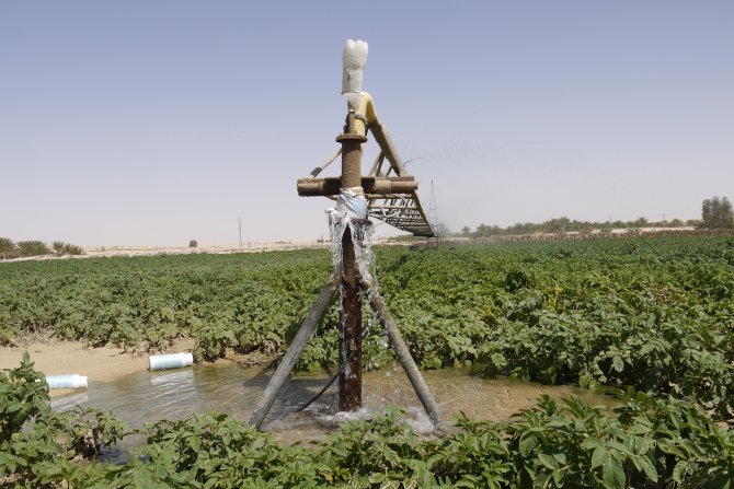 Sustainable water use for potato production in El Oued, Algeria