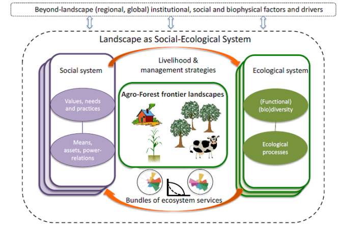 Fig. 1. Framework for the interdisciplinary analysis of relationships between functional diversity, ecosystem services, and human actions within a dynamic social-ecological system at the landscape scale (dotted line). The system of interest is subject to external drivers at regional and global scales and, in turn, impacts on social and biophysical factors at larger spatial scales. The solid boxes represent the social (purple) and ecological (green) components within the system. Different layers within the ecological system (green) indicate different land use types of configurations with different (functional) biodiversity and associated ecological process, leading to different bundles of ecosystem services.  Layers within the social system (purple) represent heterogeneity of (groups of) actors with different values and needs, means and assets, resulting in different actor strategies and landscape management decisions. The orange arrows connect both component of the social-ecological system and represent the interdisciplinary nature of the framework. Bundles of ecosystem services (multi-coloured flower diagrams) are subject to synergies and trade-offs that can take different relationships. 