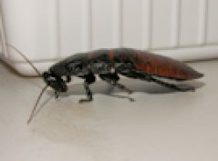 september 2010 - de sissende kakkerlak