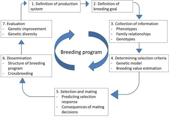 New MOOC in Animal Breeding and Genetics