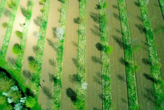 Op deze luchtfoto zijn de stroken met bomen goed te zien waartussen de akkerbouw- of groentegewassen geteeld kunnen worden. 