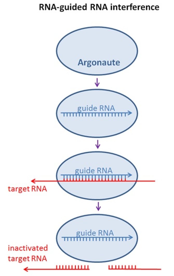 RNA interference. Het RNAi systeem van eukaryote, hogere organismen maakt gebruik van gids-RNA om complementair doelwit-RNA aan te vallen en kapot te maken