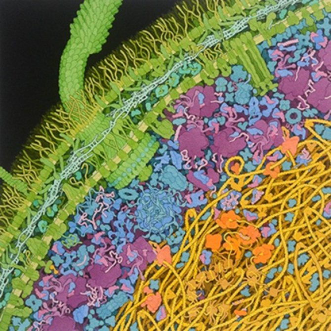 Illustration by David S. Goodsell showing a cross-section trough an Escherichia Coli cell. DNA (yellow), DNA interacting proteins (orange), ribosomes (purple), proteins (blue) and two-membrane cell wall (green) provide a static view on the inherent complexity of “simple” organisms