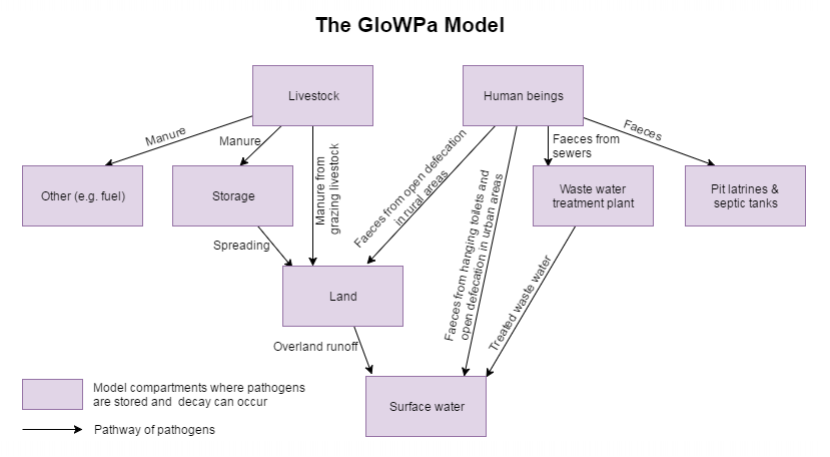 Figure 1: Schematic overview of pathogen sources, pathways, and storage compartments simulated in the GloWPa model.