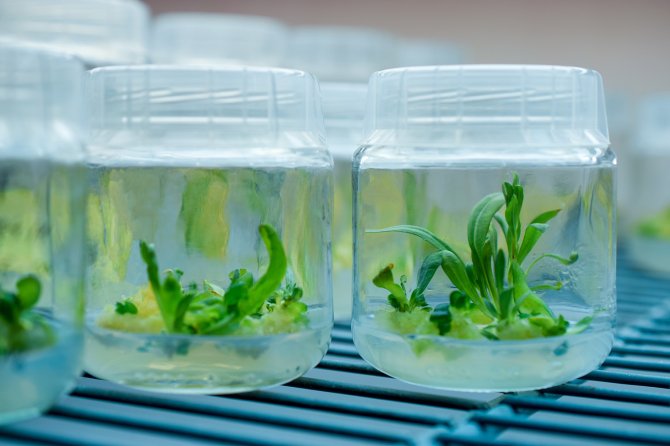 During tissue culture, scientists grow cells or pieces of plants in a sterile environment into a new plant.