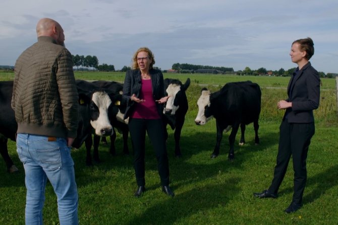 Three people stand in a field with cows