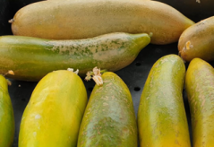 Aurea, harvested yellow cucumbers (photo: CGN, 2022)