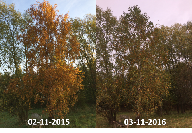 Verschil in bladverkleuring van een berk in de Lumentuin in Wageningen tussen 2 november 2015 en 3 november 2016 (Bron: Arnold van Vliet)